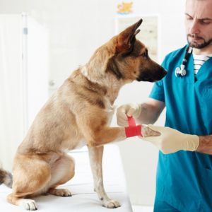 Pet First Aid Course