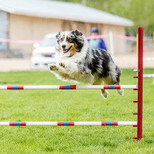 Dog Training - Dog Health Care