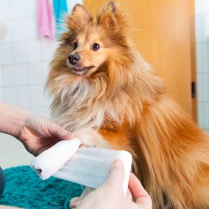 Pet First Aid