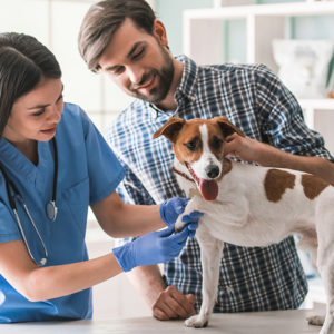 Dog Health Care