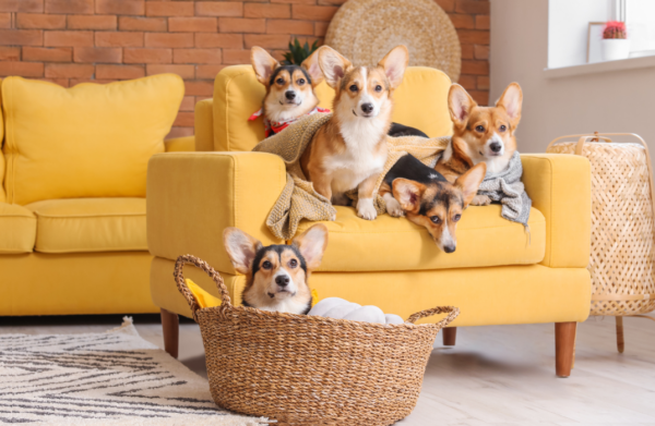 Introduction to Dog Breeds and Basic Anatomy