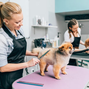 Setting Up Your Dog Grooming Business
