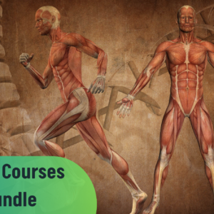 Level 3 Human Anatomy and Physiology